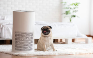Dog Pug Breed and Air Purifier in Cozy White Bed Room for Filter and Cleaning Removing Dust