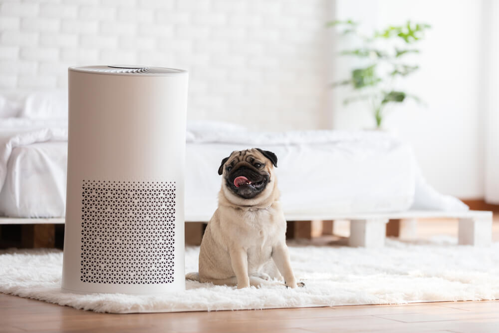 Dog Pug Breed and Air Purifier in Cozy White Bed Room for Filter and Cleaning Removing Dust