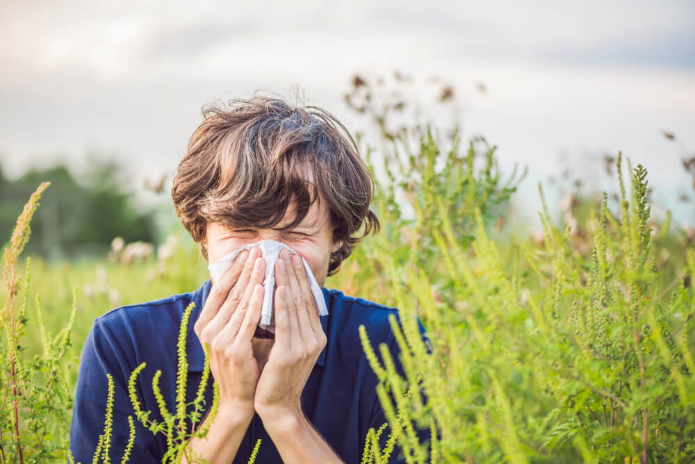Young Man Sneezes Because Of An Allergy To Ragweed