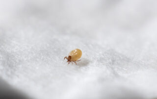 Dust mite in macro focus on a white cotton swab