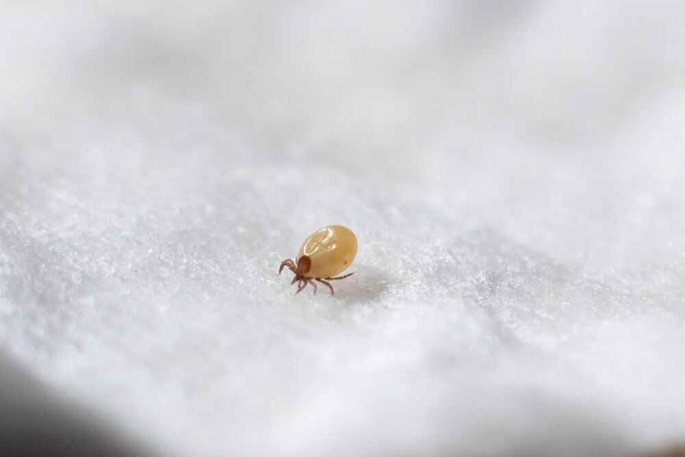 Dust mite in macro focus on a white cotton swab