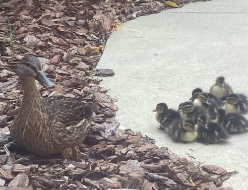 Special ‘Delivery’: Mama Duck Hatches Babies At Baptist Beaches