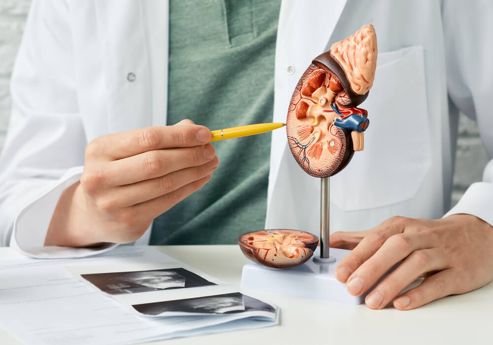 Doctor analyzing of patient kidney health