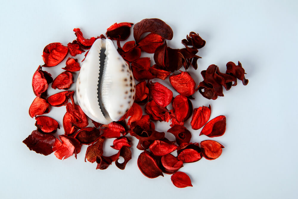 Red Rose Petals Near The Shell In The Form Of A Vagina On A White Background