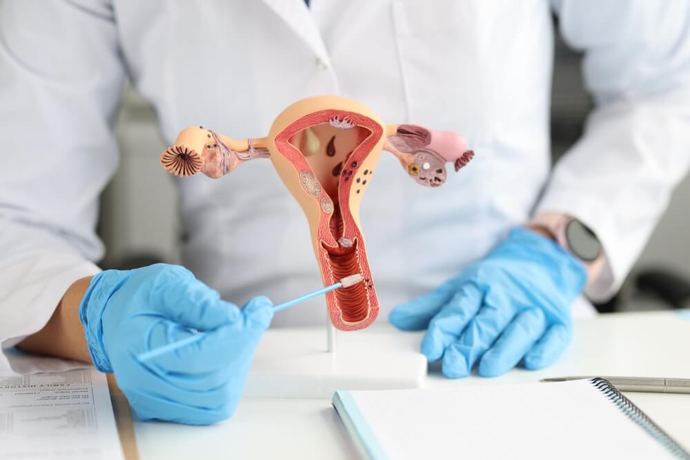 Gynecologist Holds a Model of Female Reproductive System