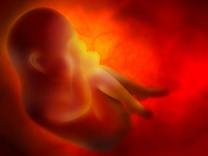 Fetus Inside the Uterus