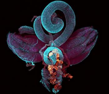 Female Fruit Fly Reproductive Organs