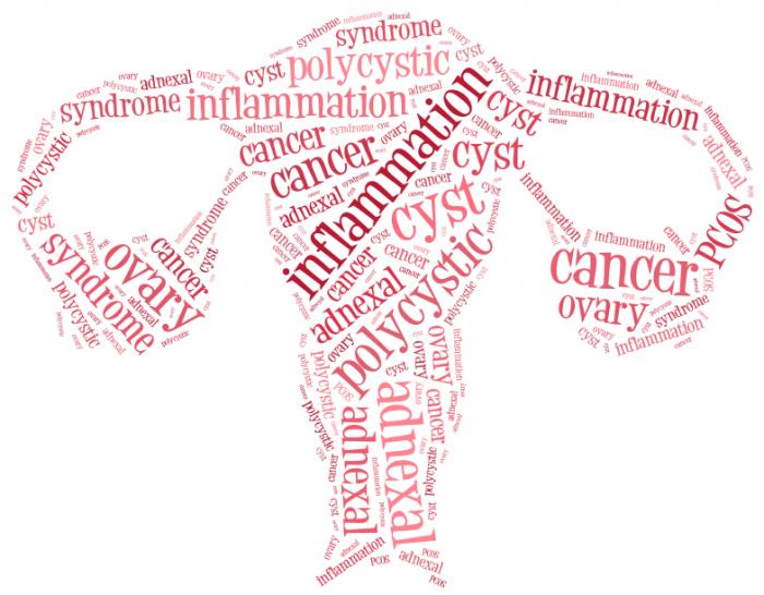 Female Reproductive Organs Made of Various Gynecological Conditions