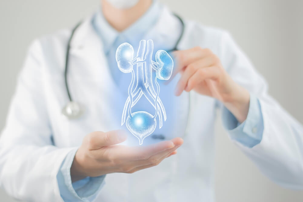 Female Doctor Holding Virtual Bladder And Kidneys In Hand Handrawn Human Organ Blurred Photo