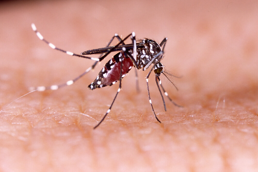 Zica virus aedes aegypti mosquito on human skin