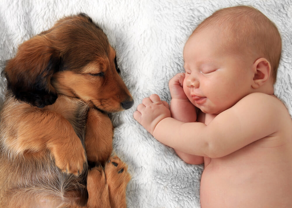 Newborn Baby Girl and Dachshund Puppy Asleep on a White Blanket