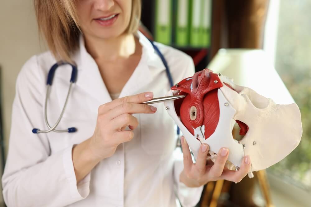 Female gynecologist shows location of pelvis with muscles