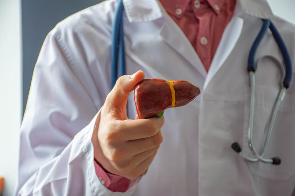 A Doctor Hepatologist or Gastroenterologist Shows an Anatomical Reduced Model of the Liver to the Camera From the Front or to the Patient