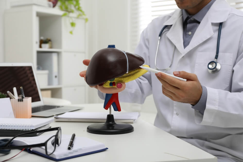Doctor Demonstrating Model of Liver at Table in Clinic Closeup