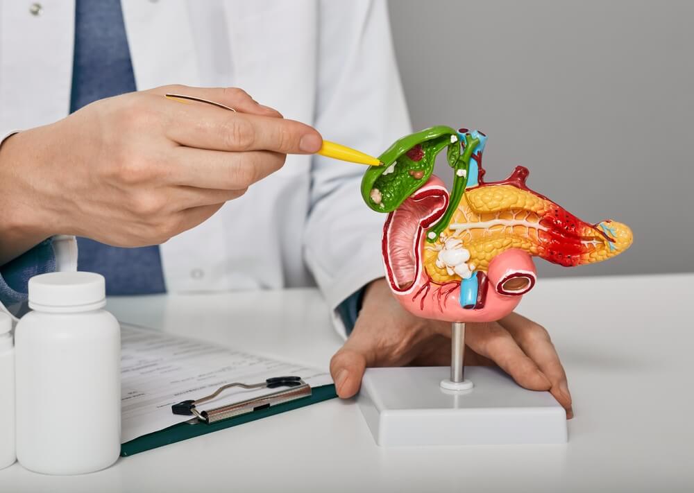 Doctor Demonstrations Gallbladder On Anatomical Medical Model For Analysing And Treatment Gallbladder Disease