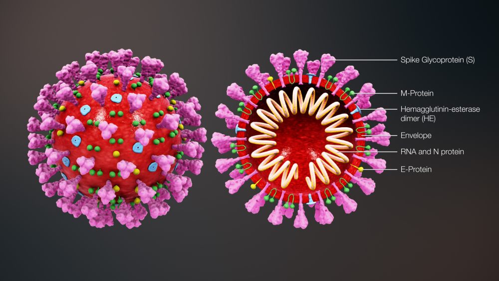 3D_medical_animation_coronavirus_structure