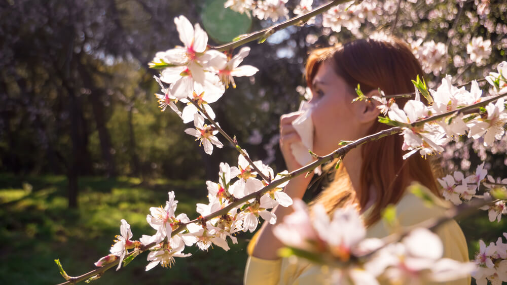 An Expecting Mother Is Sneezing While Suffering From Allergy to Flowers and Plants in Spring