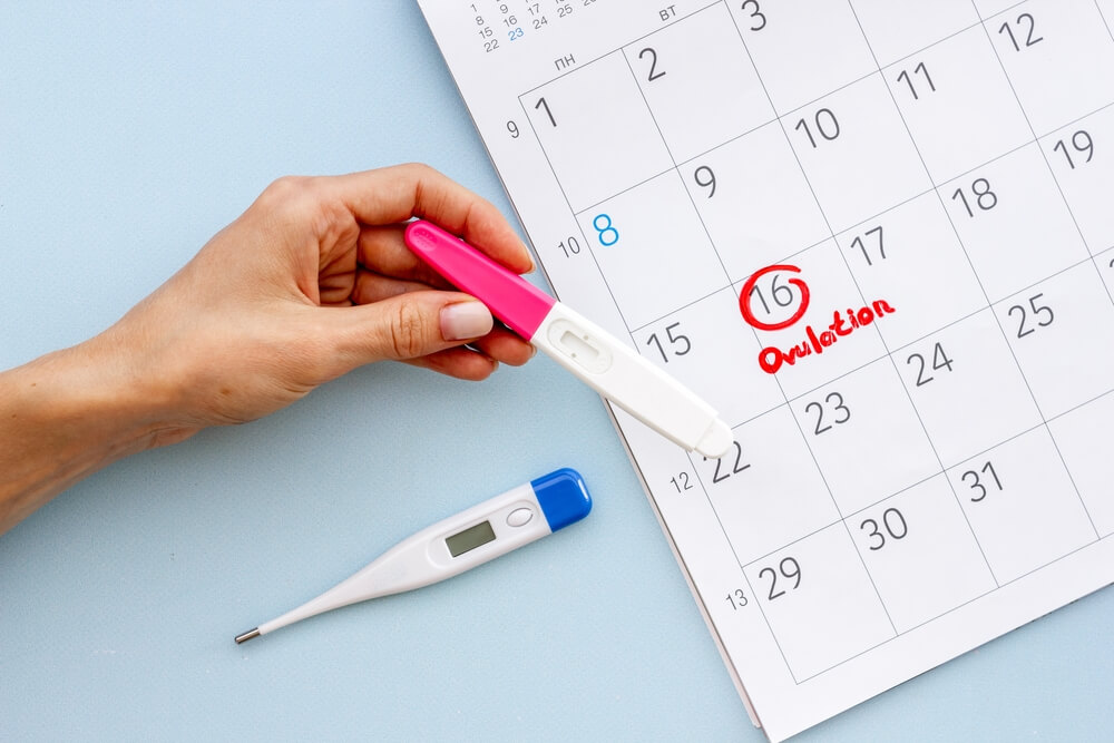 Ovulation Home Test in Female Hand Over Calendar With Red Mark