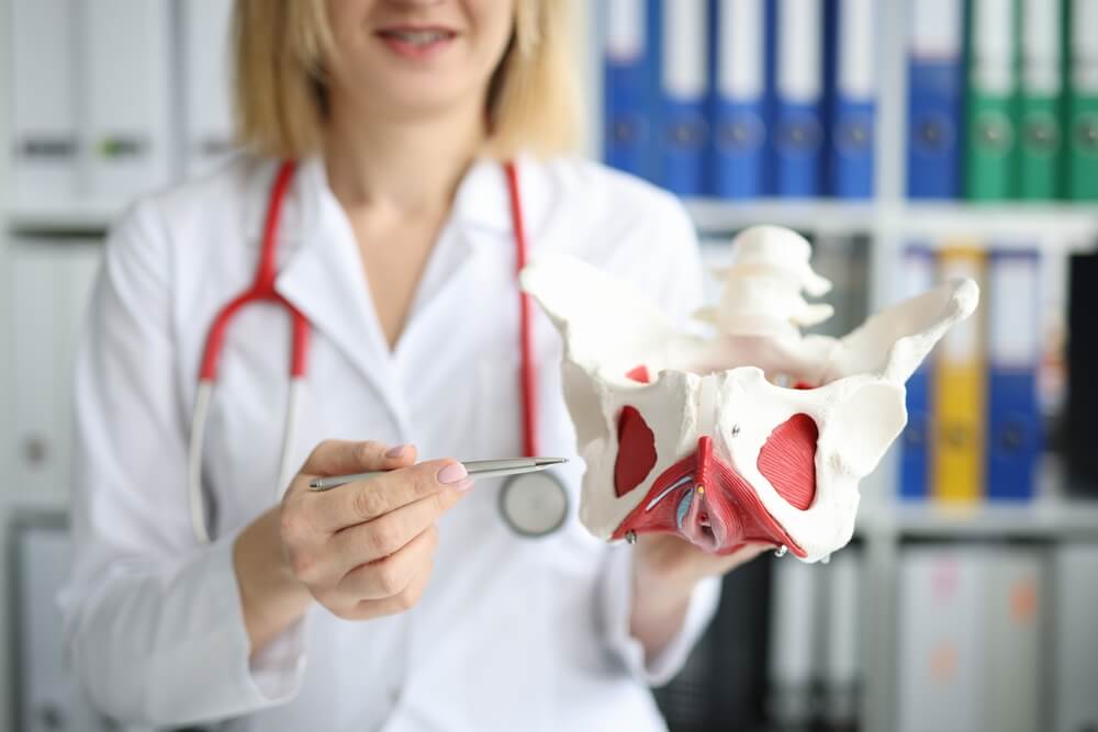 Doctor Holding Model of the Anatomy of Hip Joint in Clinic